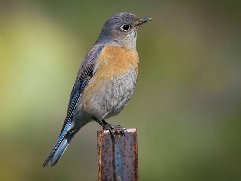 Western Bluebird, Photos 3