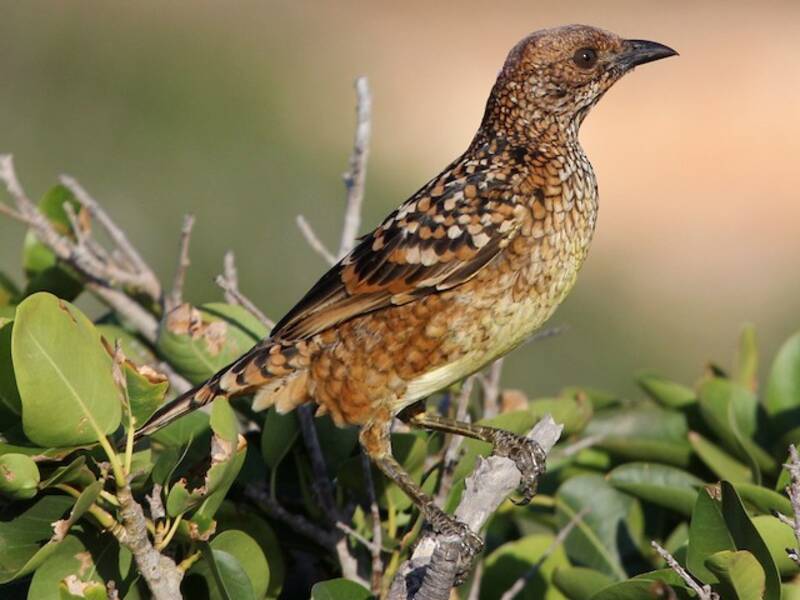 Fleckenlaubenvogel