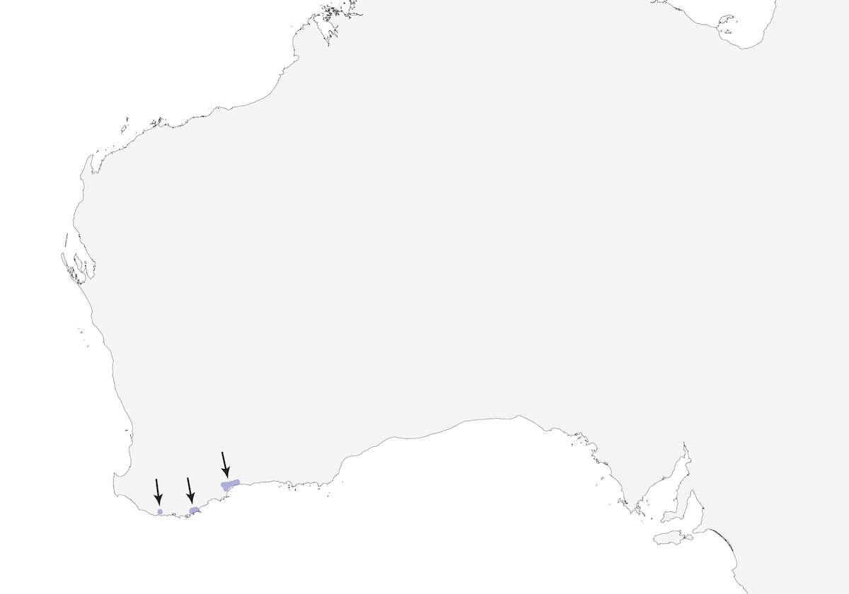 Dasyornis occidentale, Distribuzione 1