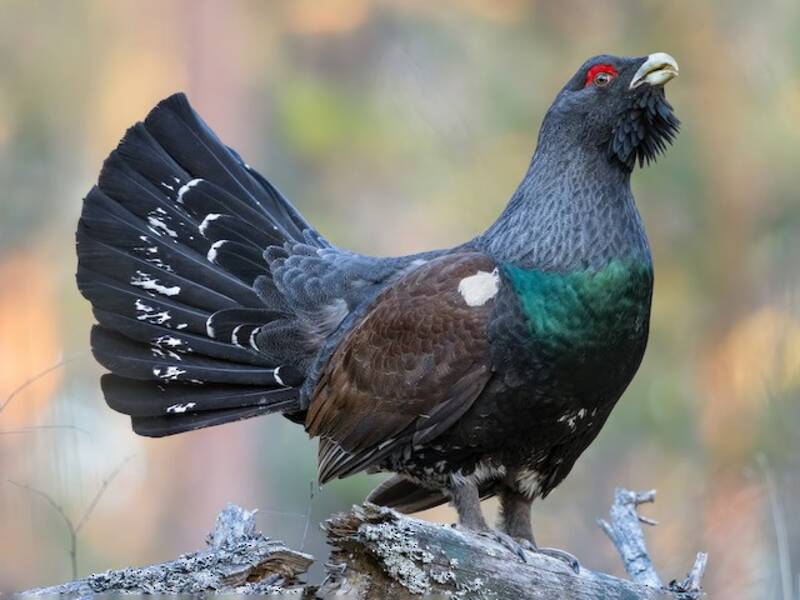 Western Capercaillie, Photos 2