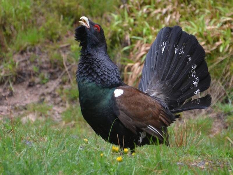 Western Capercaillie, Photos 3