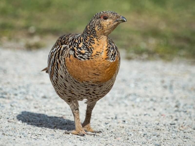 Western Capercaillie, Photos 4