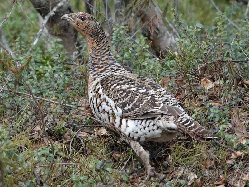 Western Capercaillie (Tetrao urogallus)