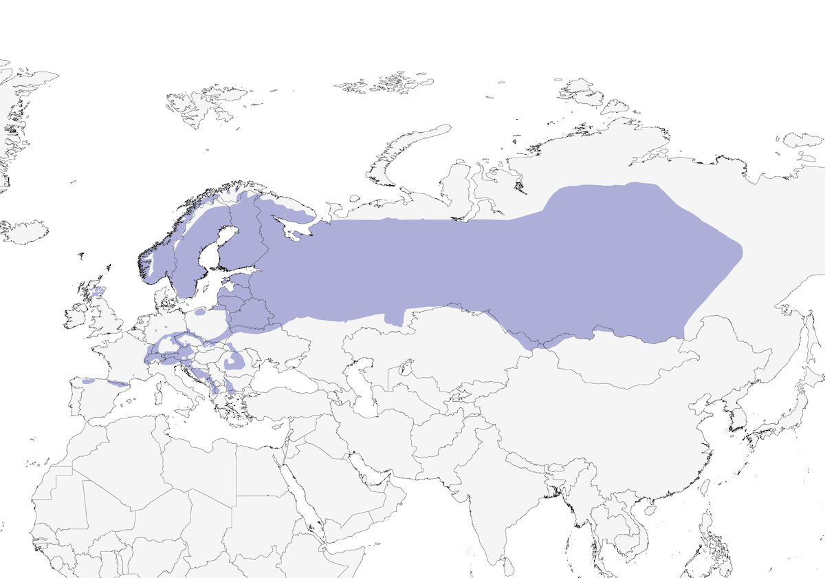 Western Capercaillie, Distribution 1