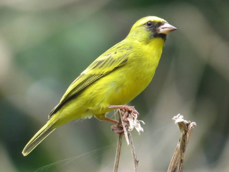 Serín Occidental