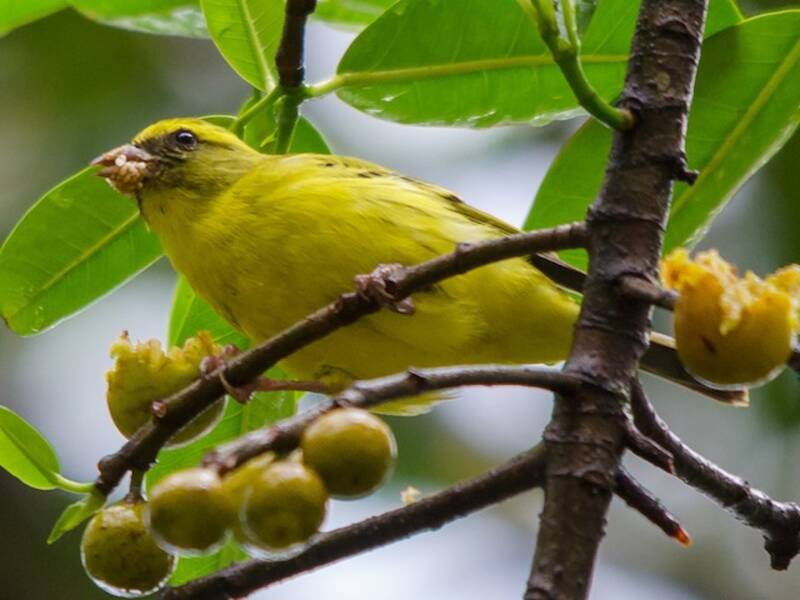 Serin de l'ouest, Photos 2