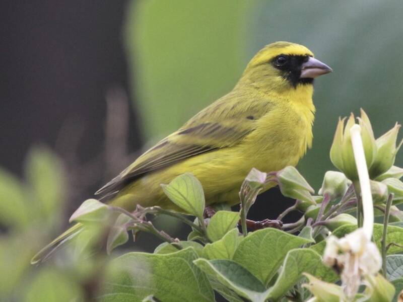 Serin de l'ouest, Photos 4