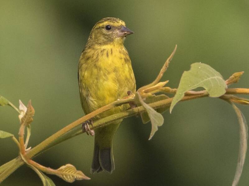 Serin de l'ouest, Photos 3