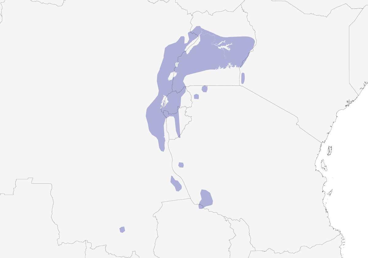 Serin de l'ouest, Distribution 1