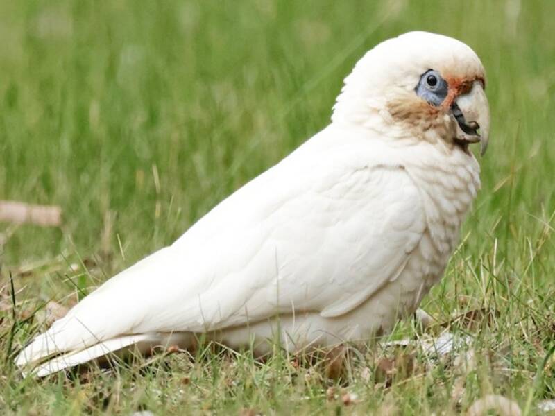 Western Corella, 照片 3