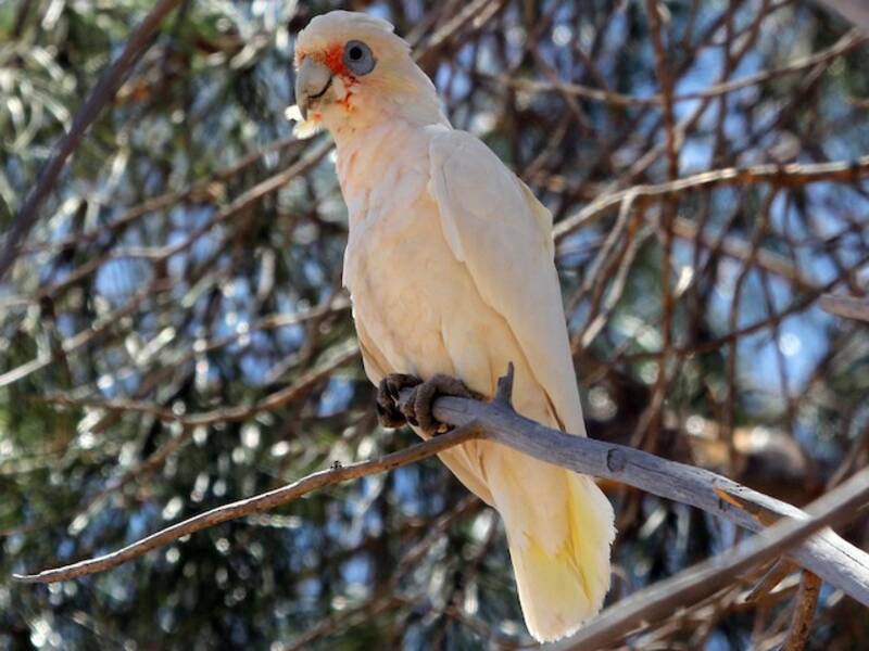 Western Corella, 照片 2