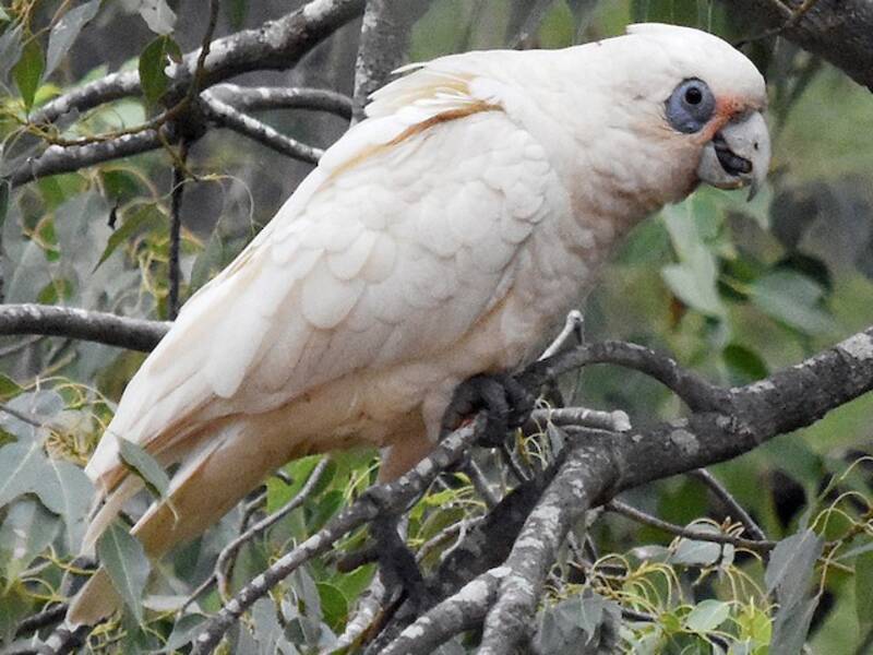Western Corella (Cacatua pastinator)