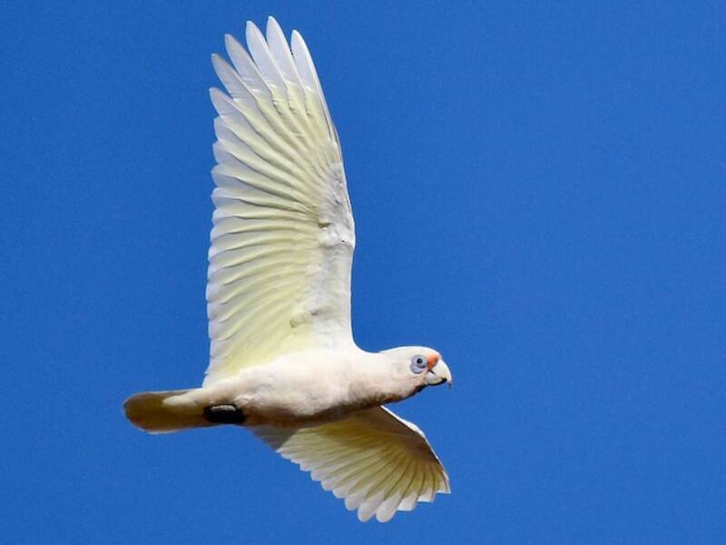 Western Corella, 照片 4