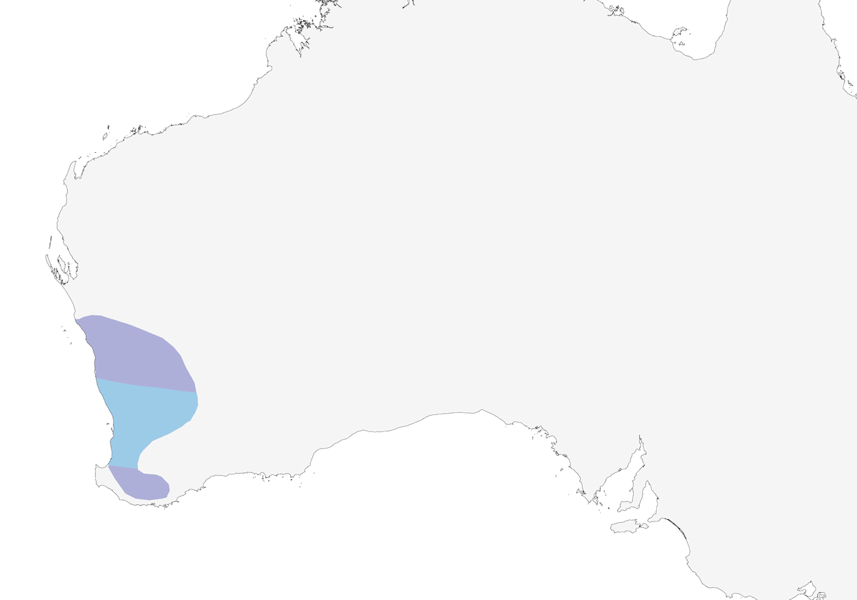 Western Corella, 分布 1