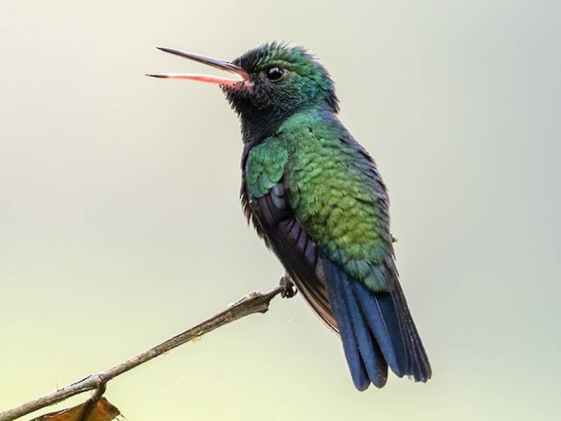 Colibri émeraude