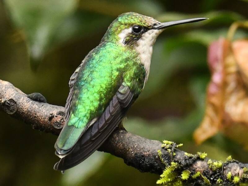 Colibri émeraude, Photos 2