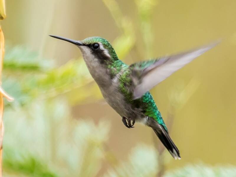 Colibri émeraude, Photos 4