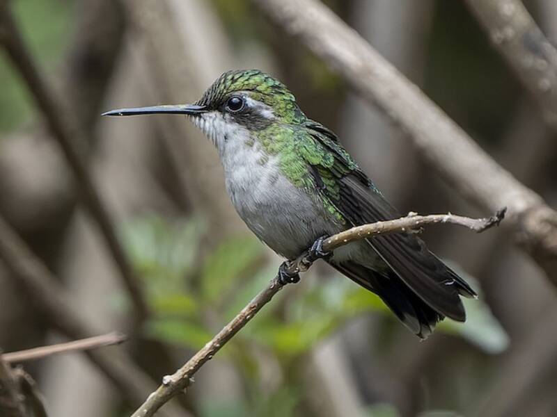 Colibri émeraude, Photos 3