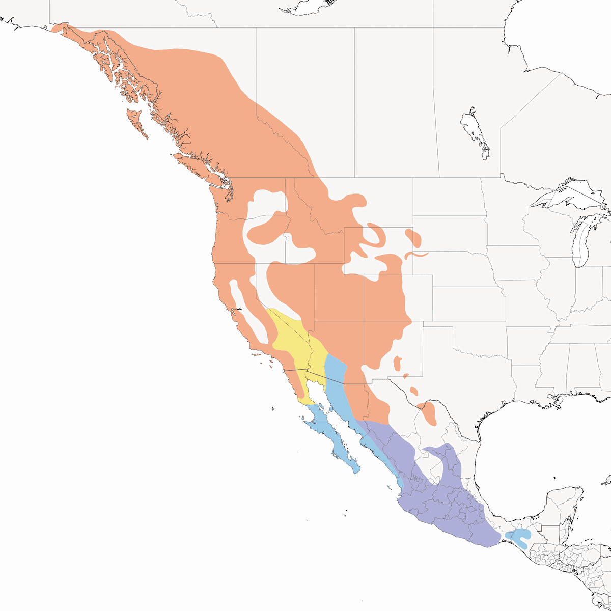 Mosquero occidental, Distribución 1