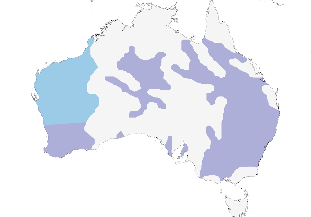 Gerigona Occidental, Distribución 1