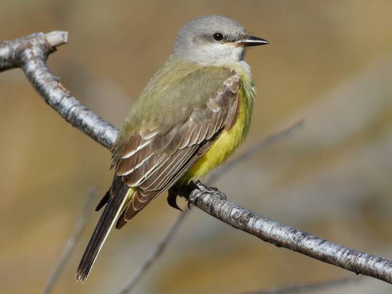 Tirano Occidental, Fotos 4