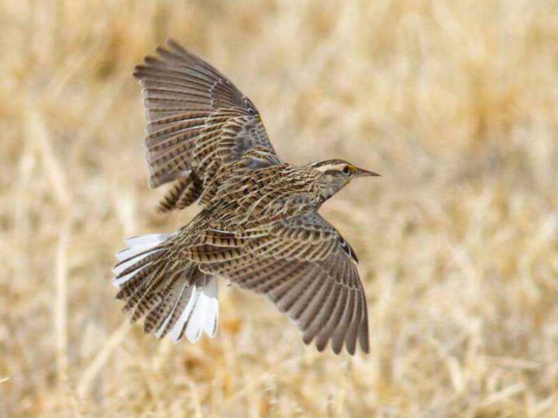 Western Meadowlark