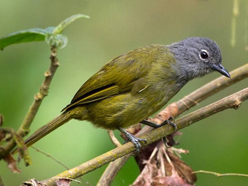 Bulbul montagnard occidental