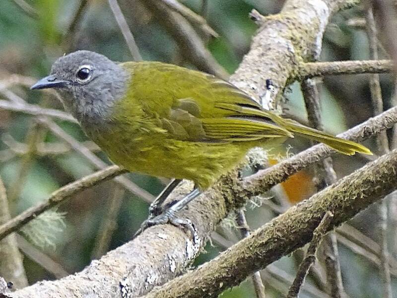 Bulbul di montagna occidentale, Foto 3