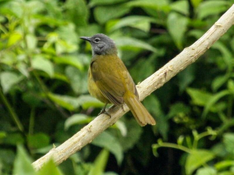Bulbul di montagna occidentale, Foto 2