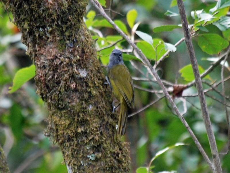 Bulbul di montagna occidentale, Foto 4