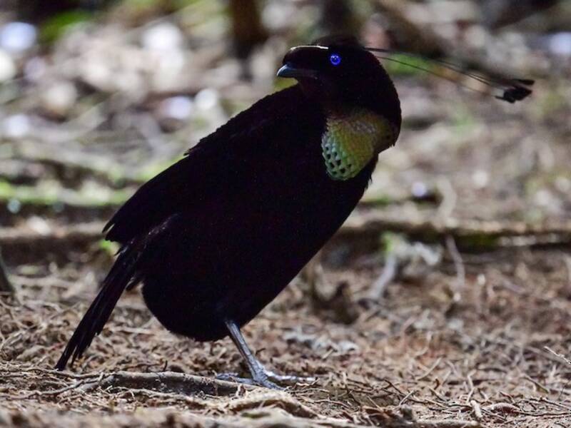 Parotia occidentale, Photos 3