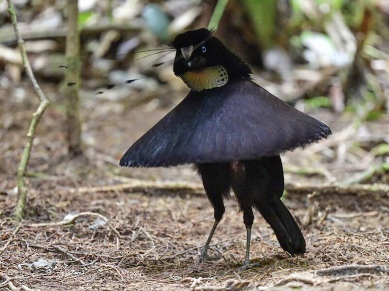 Parotia occidentale