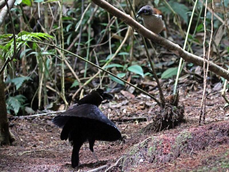 Parotia occidentale, Photos 2