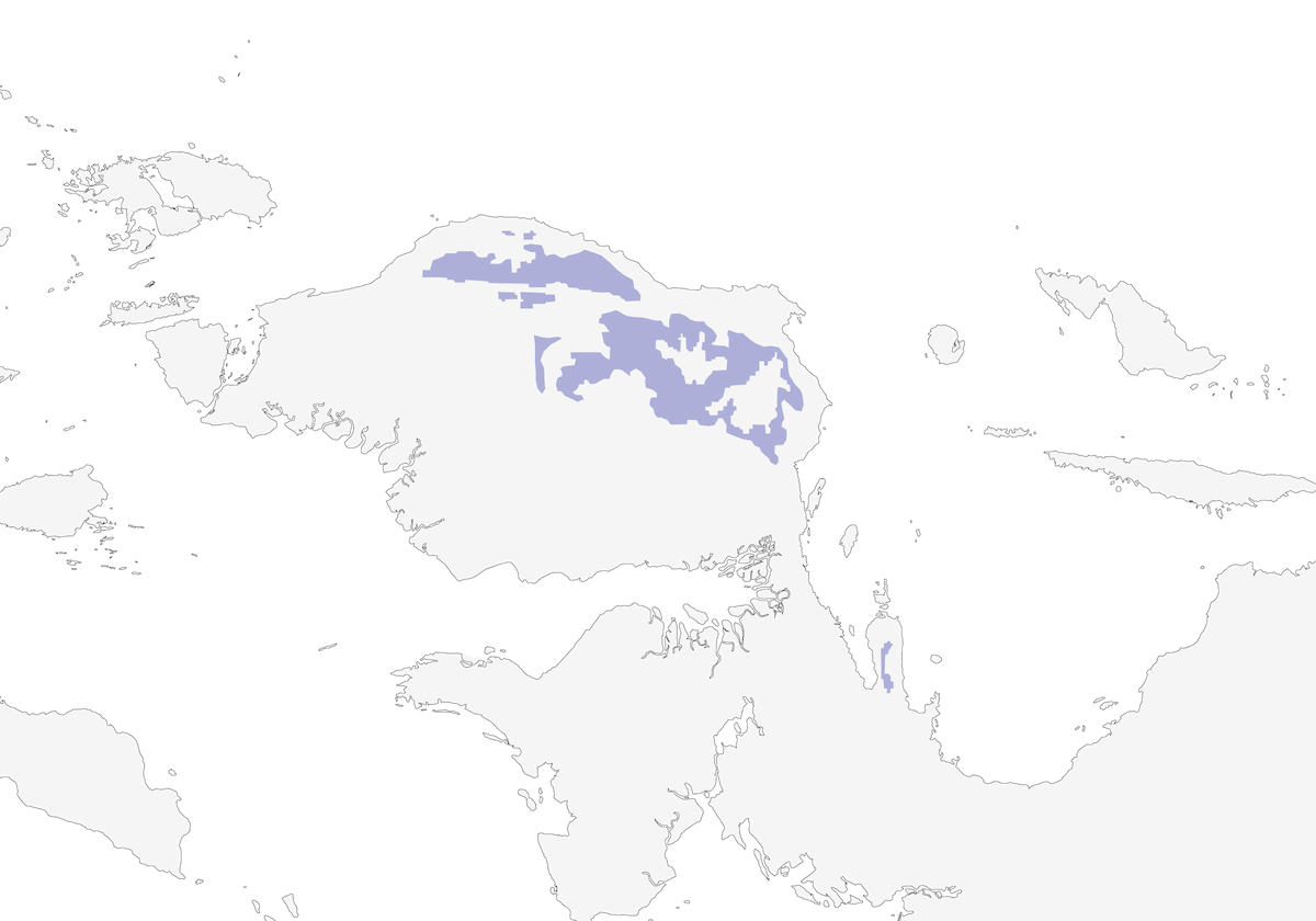 Parotia occidentale, Distribution 1