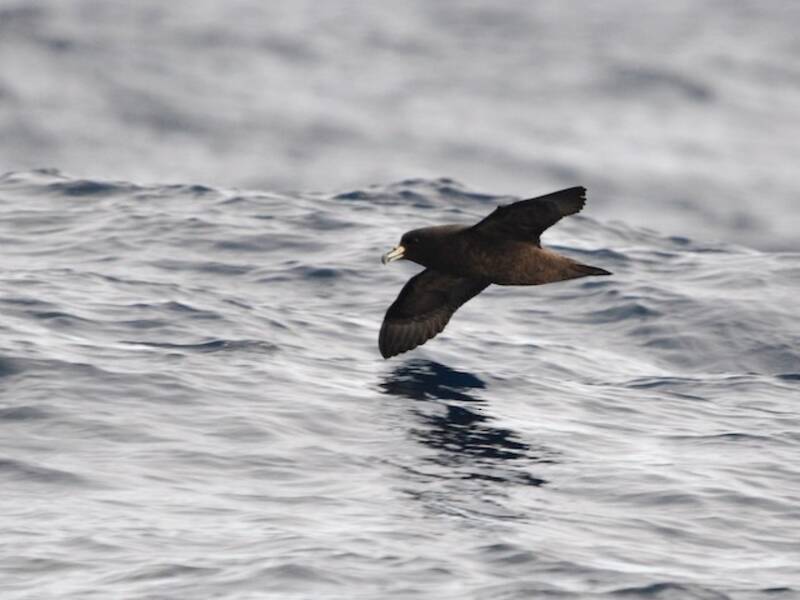 Petrel de Westland