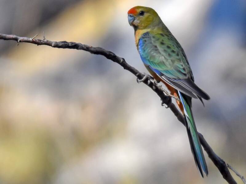 Western Rosella (Platycercus icterotis)