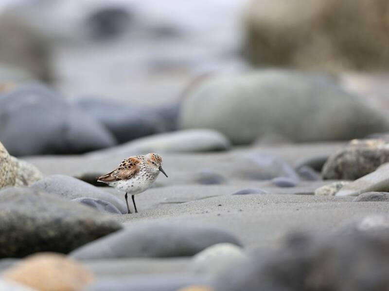 Alaska-Strandläufer, Fotos 4
