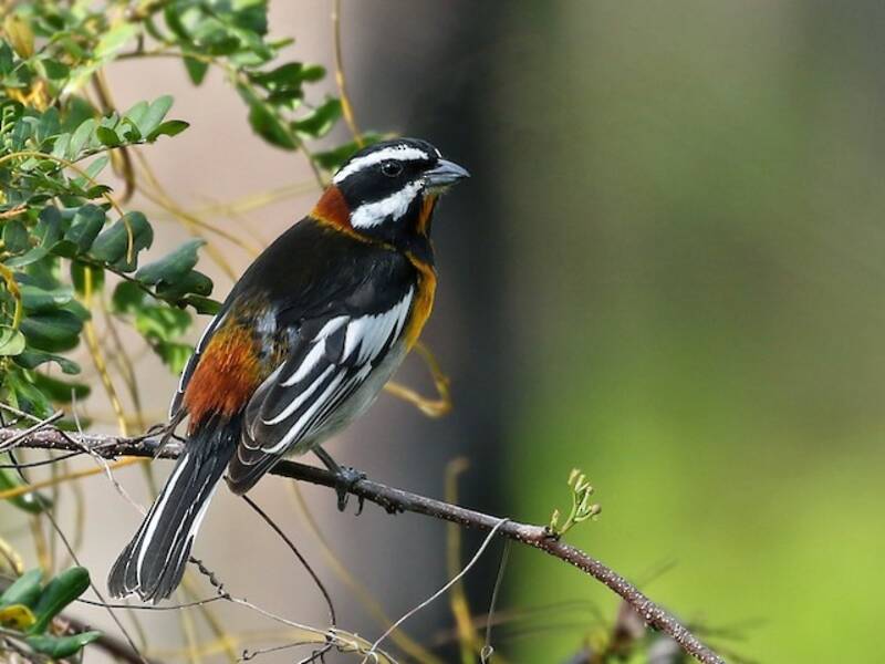 Espindalis occidental, Fotos 4