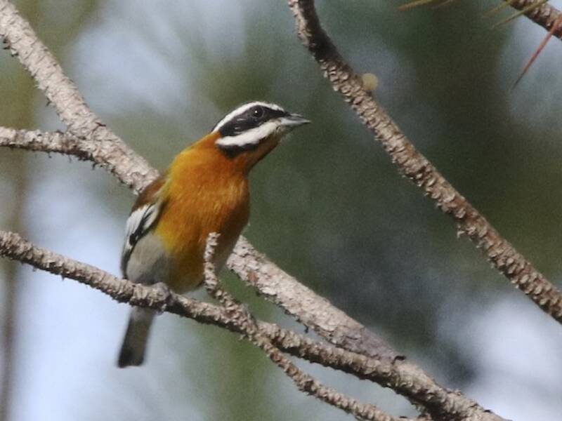 Western Spindalis