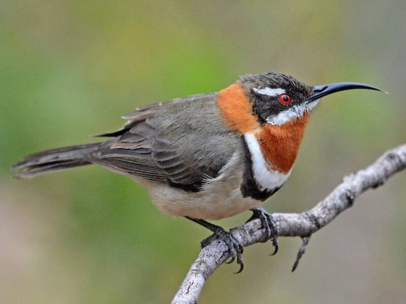 Western Spinebill, 照片 4