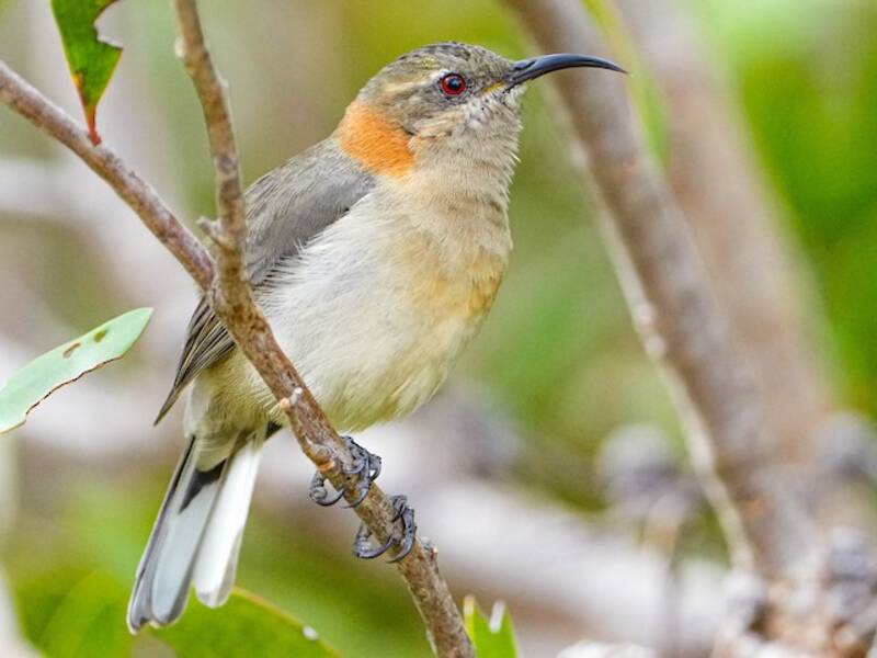 Western Spinebill, 照片 2