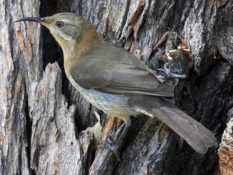 Western Spinebill, 照片 3