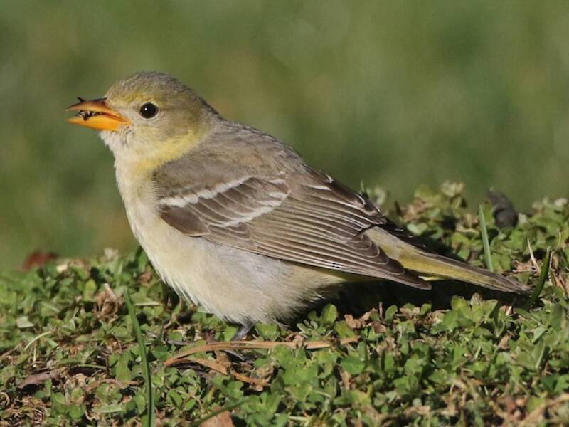 Western Tanager (Piranga ludoviciana)