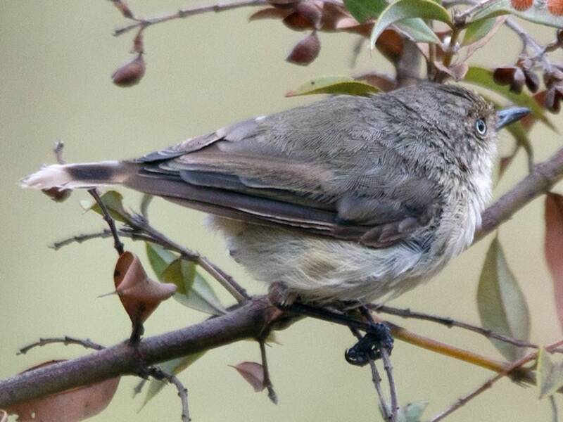 Acantiza occidental