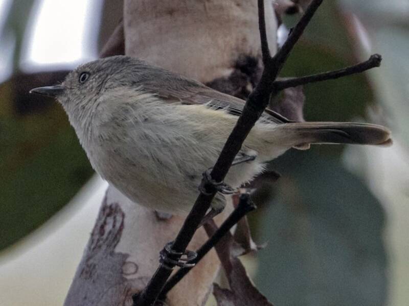 Acantiza occidental, Fotos 4
