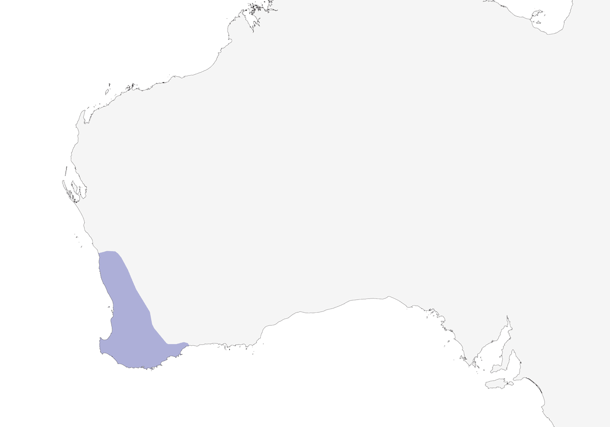 Acantiza occidental, Distribución 1