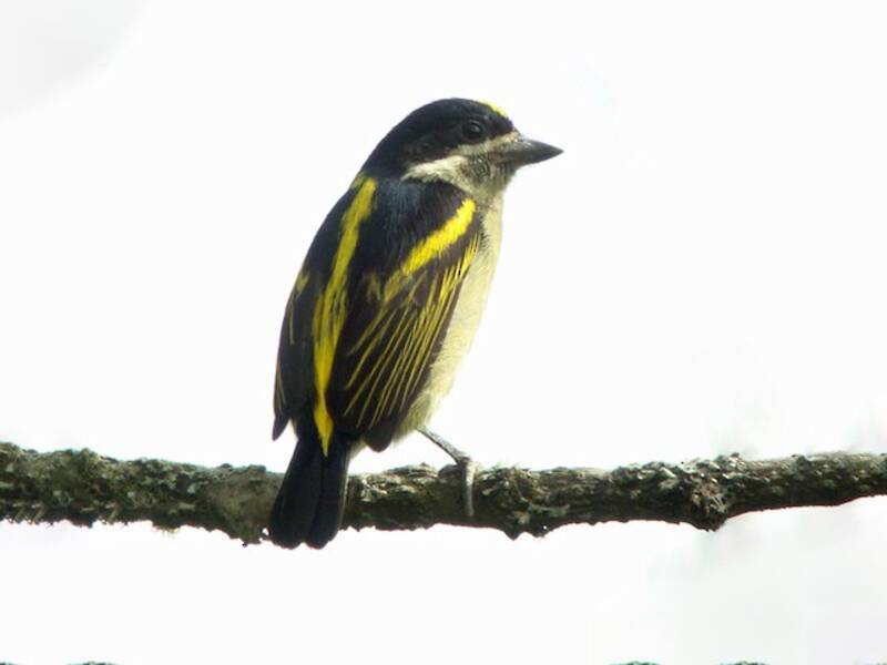 Barbudito occidental, Fotos 4