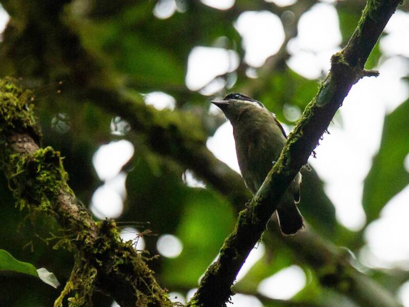 Western Tinkerbird