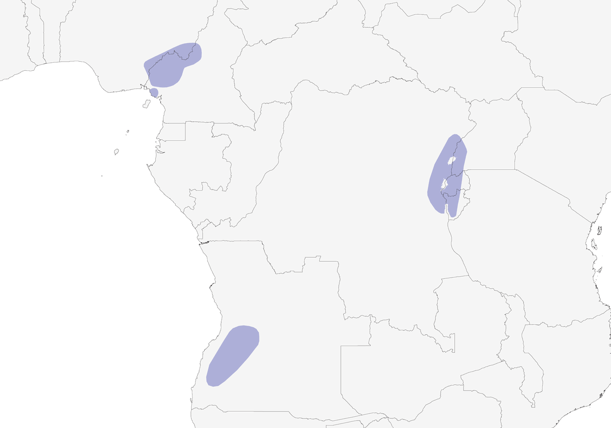 Barbudito occidental, Distribución 1