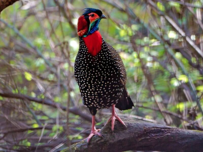 Tragopan occidentale